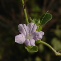 Ruellia patula Jacq.